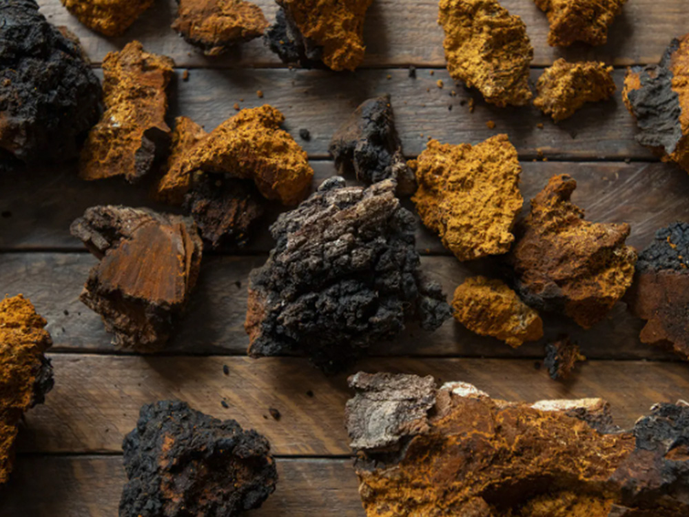 Chaga for inflammation