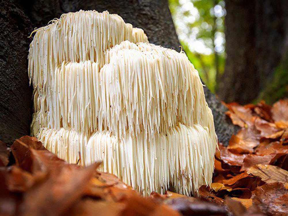 Lion's Mane Mushroom