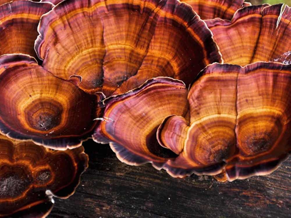 Reishi Mushroom