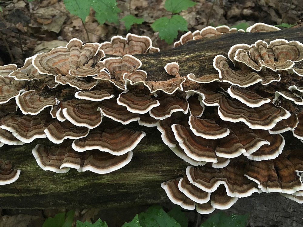 Turkey tail mushroom for gut health